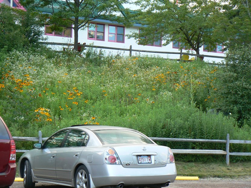 035-pretty wildflowers.jpg